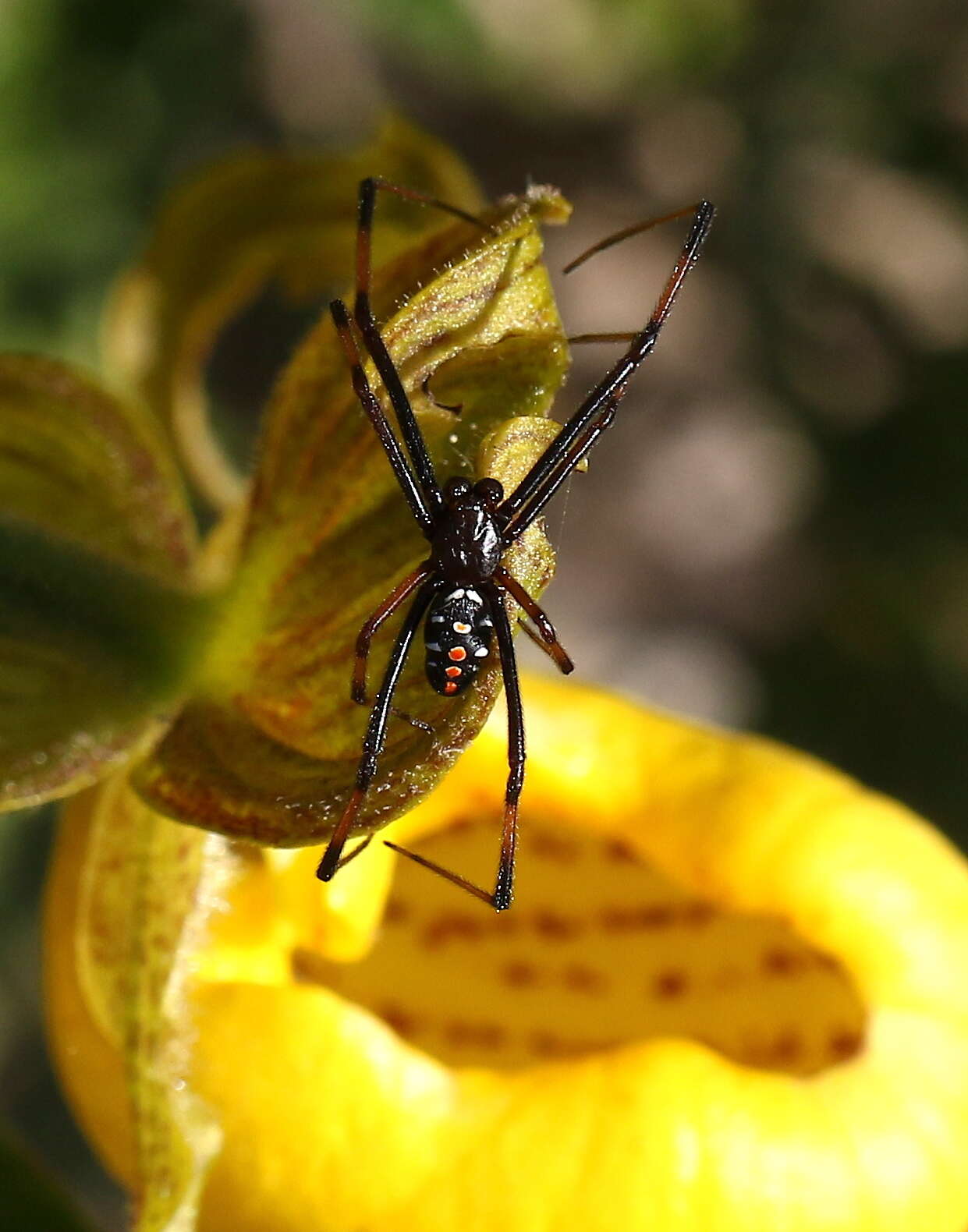 Image of Northern Black Widow