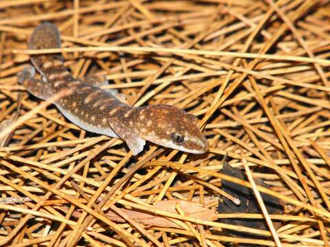 صورة Diplodactylus lateroides Doughty & Oliver 2013