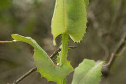 Image de Mutisia latifolia D. Don