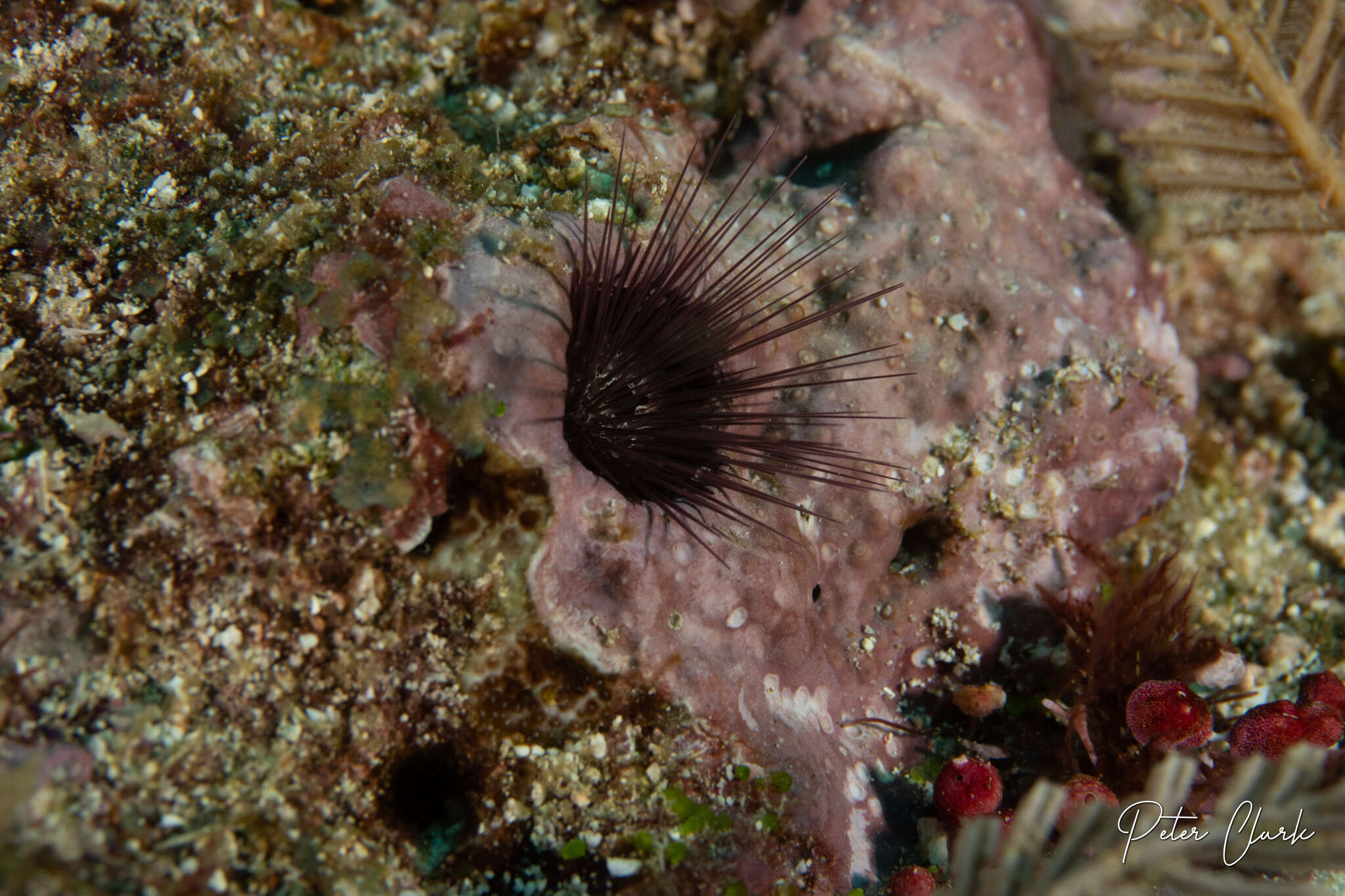 صورة Echinostrephus A. Agassiz 1863