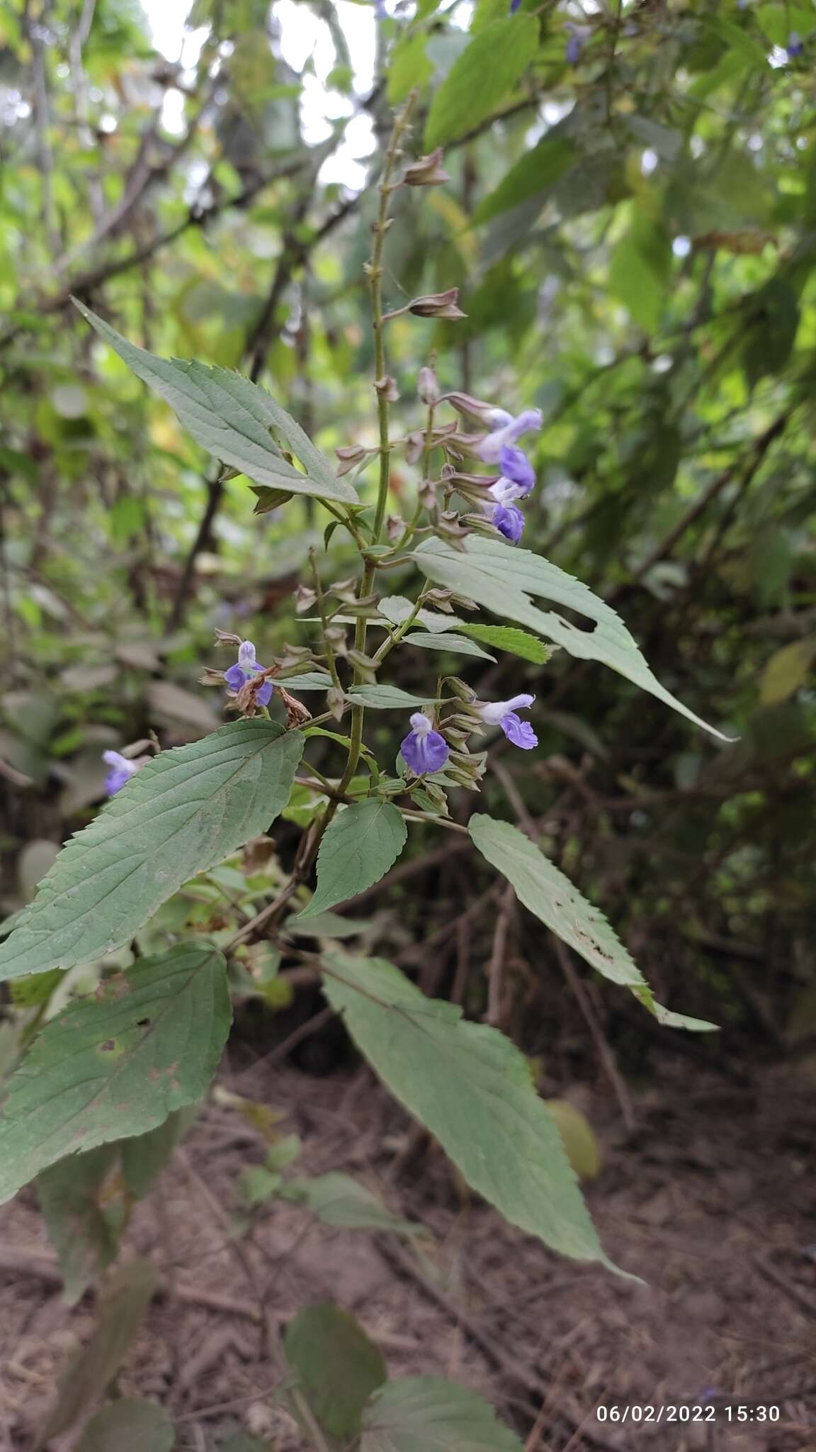 Salvia plurispicata Epling resmi