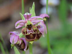 Image of Ophrys minuticauda Duffort