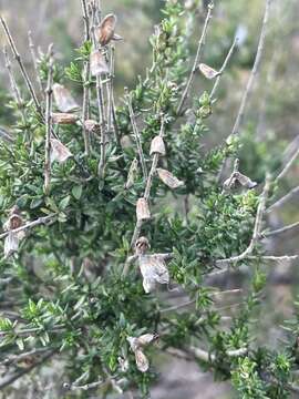 Prostanthera eurybioides F. Muell. resmi