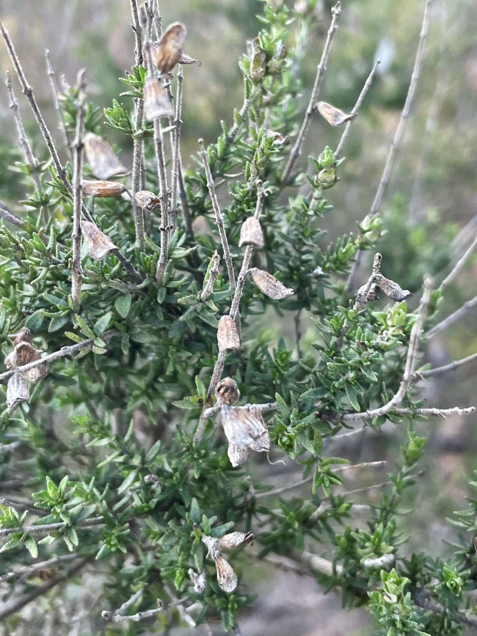 Prostanthera eurybioides F. Muell. resmi