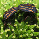 Image of Graphosoma interruptum White 1839