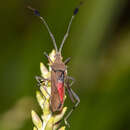 Image of Chariesterus armatus (Thunberg 1825)