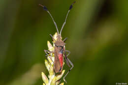 Plancia ëd Chariesterus armatus (Thunberg 1825)