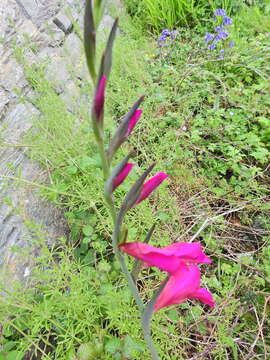 Plancia ëd Gladiolus byzantinus Mill.