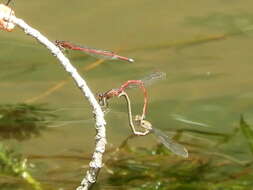 Image of Oxyagrion rubidum (Rambur 1842)