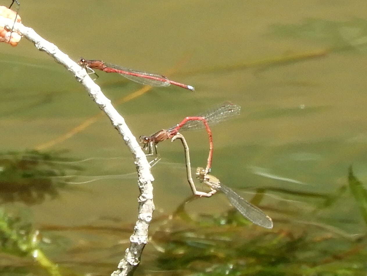 Image of Oxyagrion rubidum (Rambur 1842)