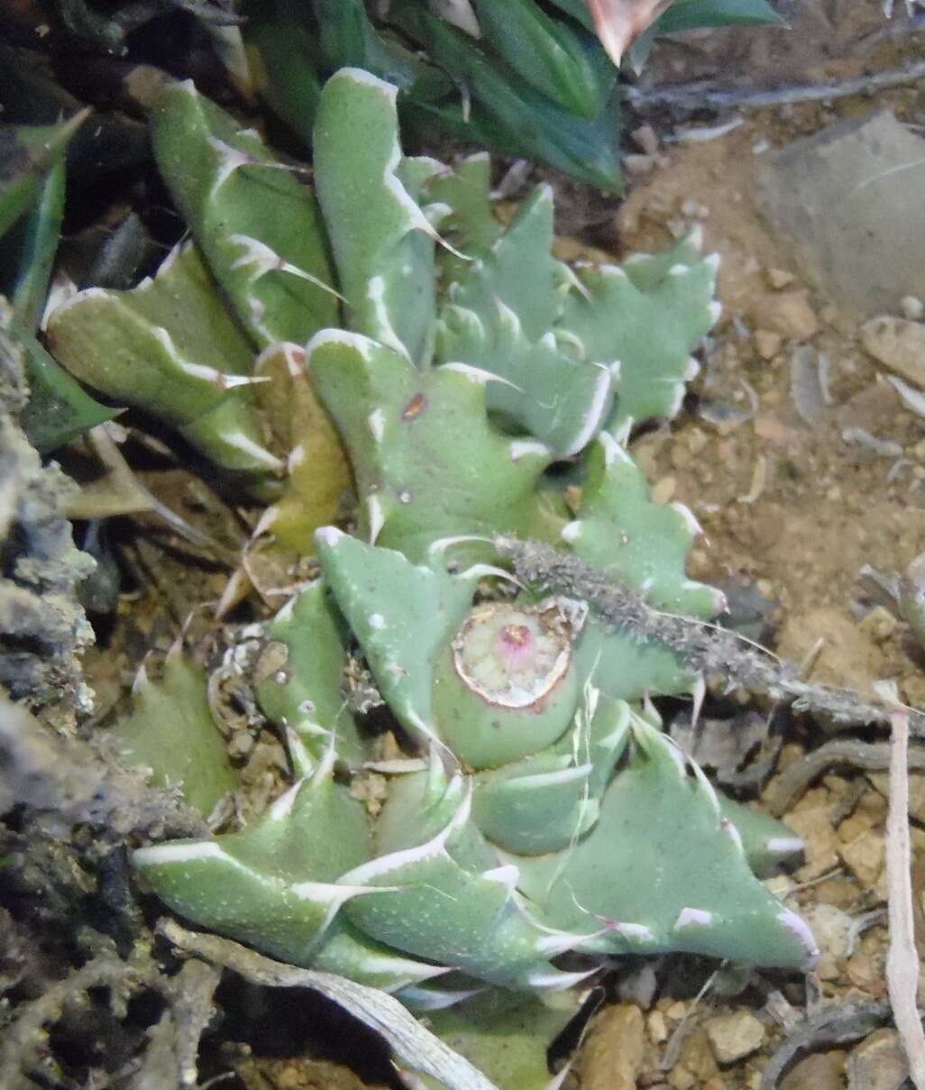 Image of Faucaria bosscheana (Berger) Schwant.