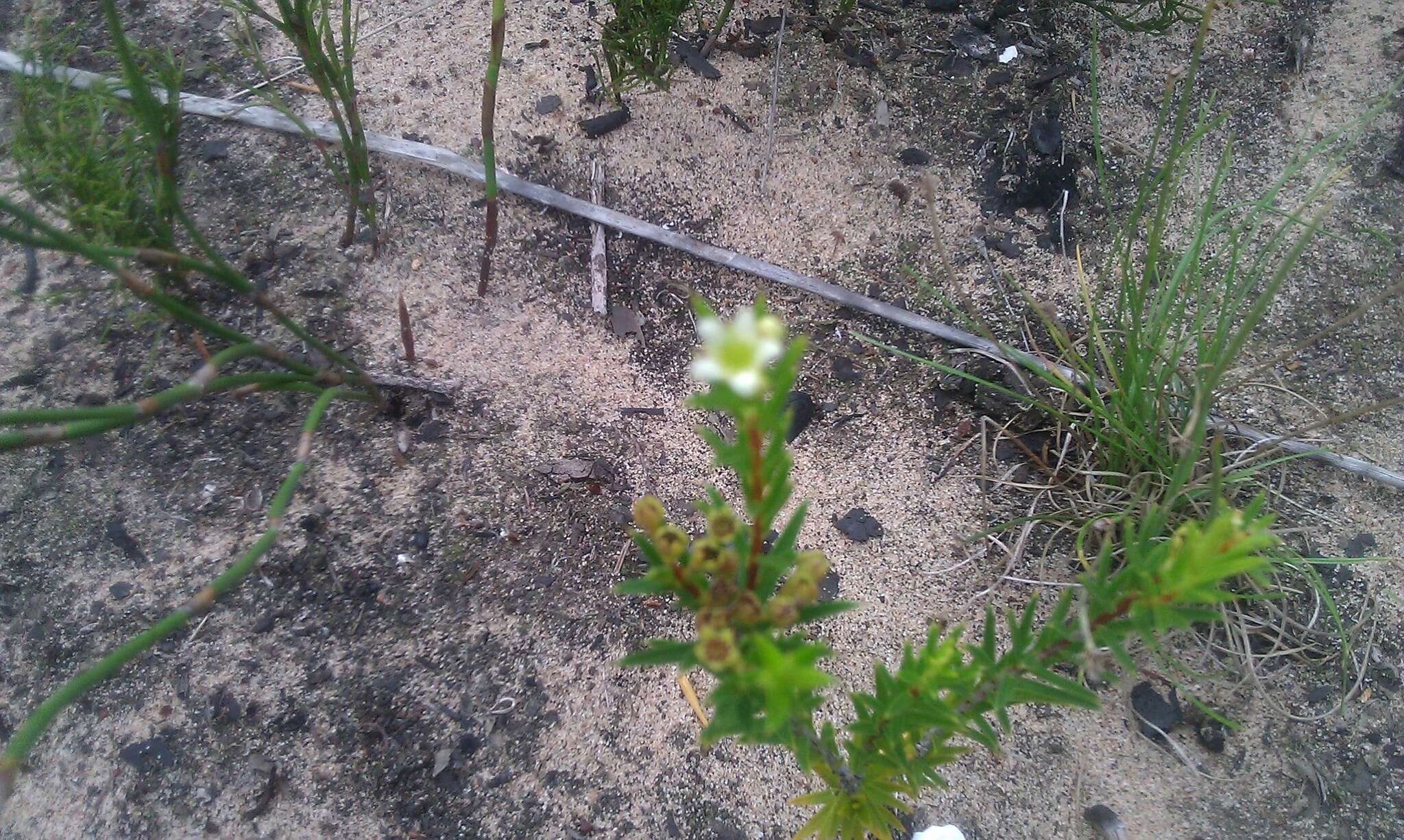 Image of Diosma aristata I. Williams