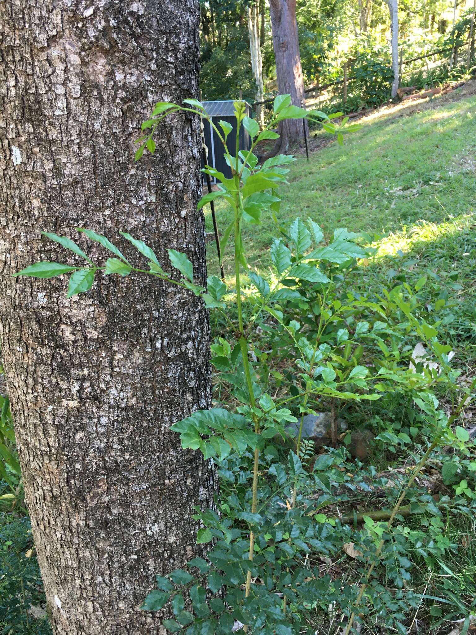 Sivun Fraxinus griffithii C. B. Clarke kuva