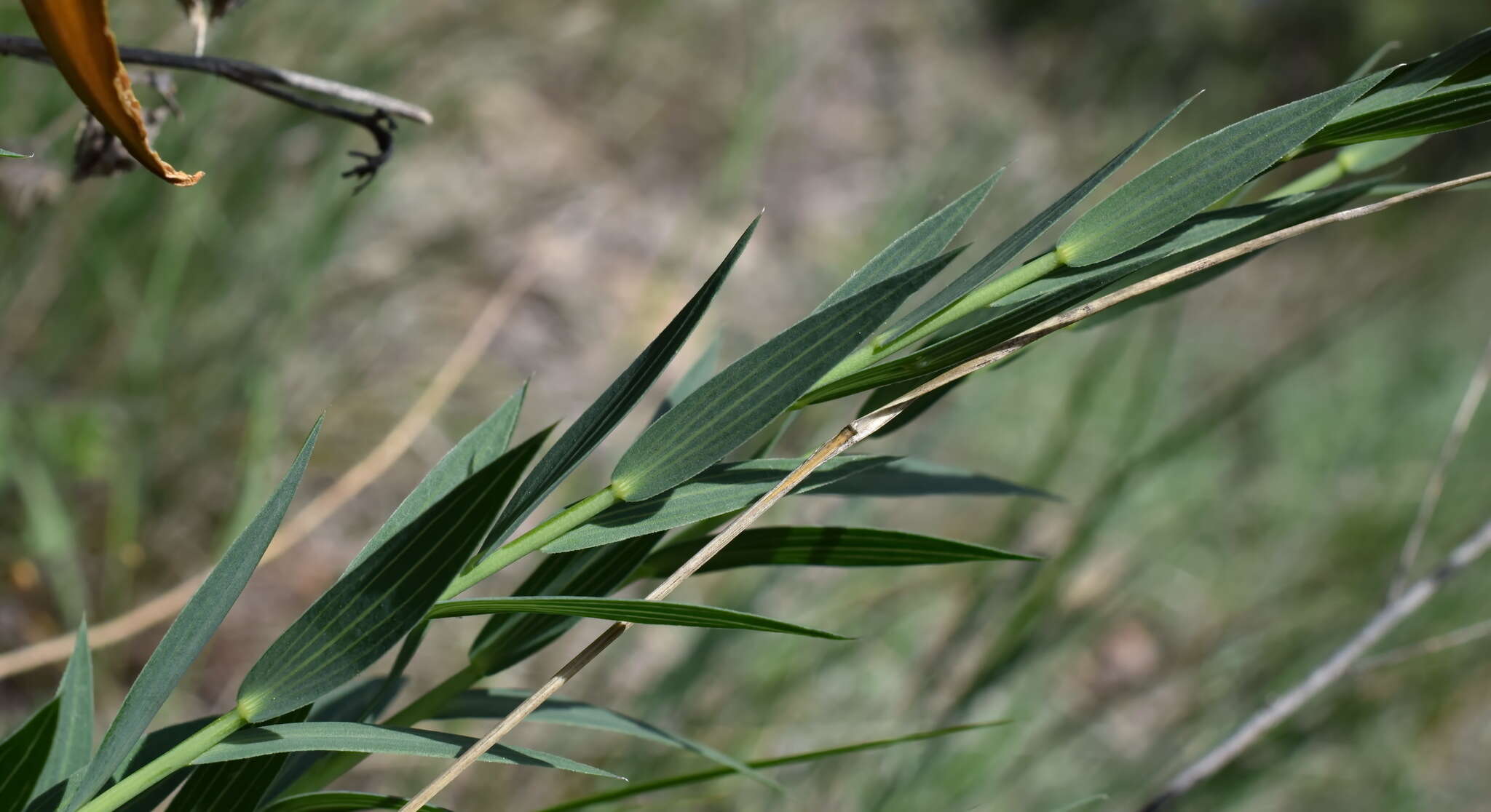 Imagem de Linum nervosum Waldst. & Kit.