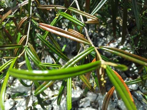 Image of Croton linearis Jacq.