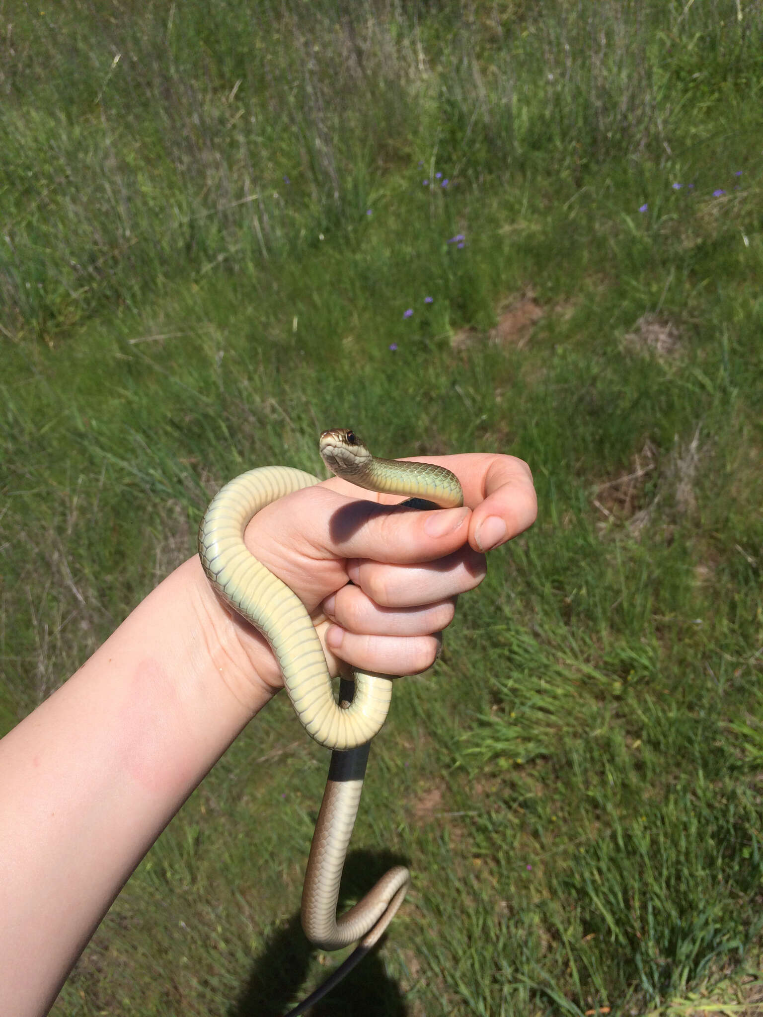 Sivun Coluber constrictor mormon Baird & Girard 1852 kuva