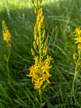 Image of California bog asphodel