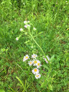 Image of Philadelphia fleabane