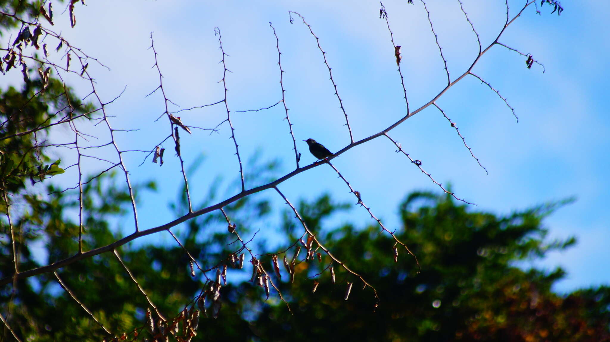 Image of Honeycreeper