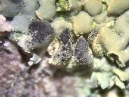 Image of clypeococcum lichen