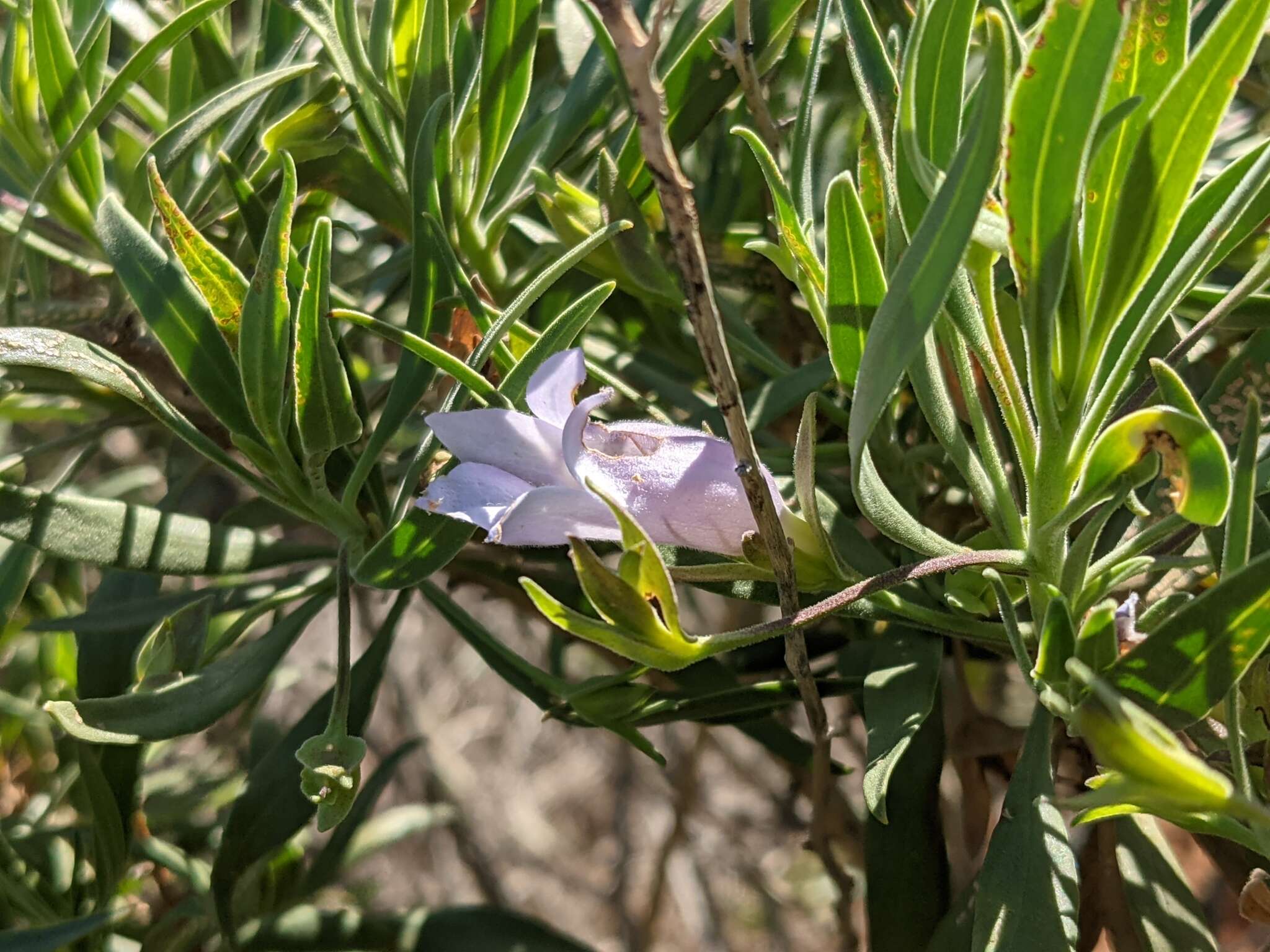 Image de Eremophila freelingii F. Muell.