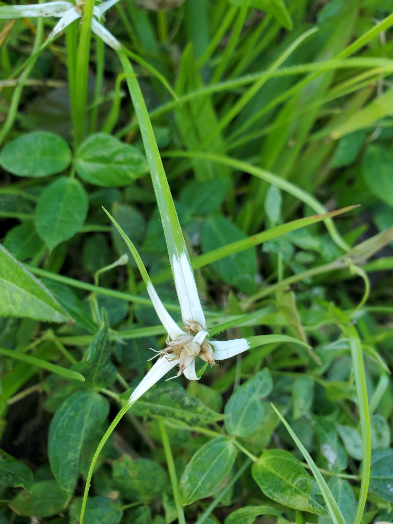 Image of Rhynchospora nervosa (Vahl) Boeckeler