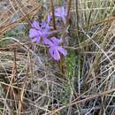 Image of trailing phlox