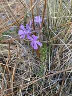 Image of trailing phlox