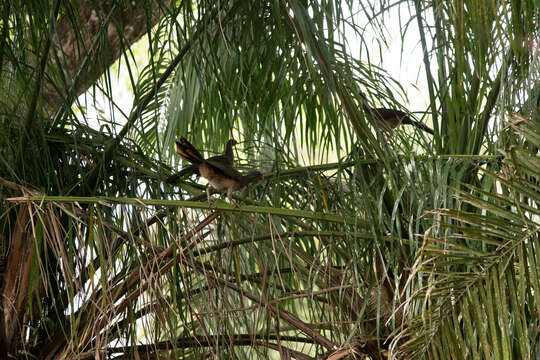 Image of Chaco Chachalaca