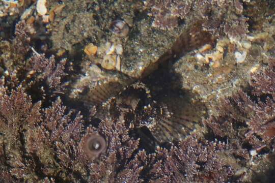 Image of Woolly sculpin