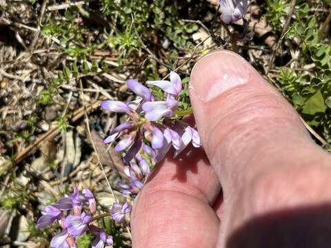 Image of Englemann's milkvetch