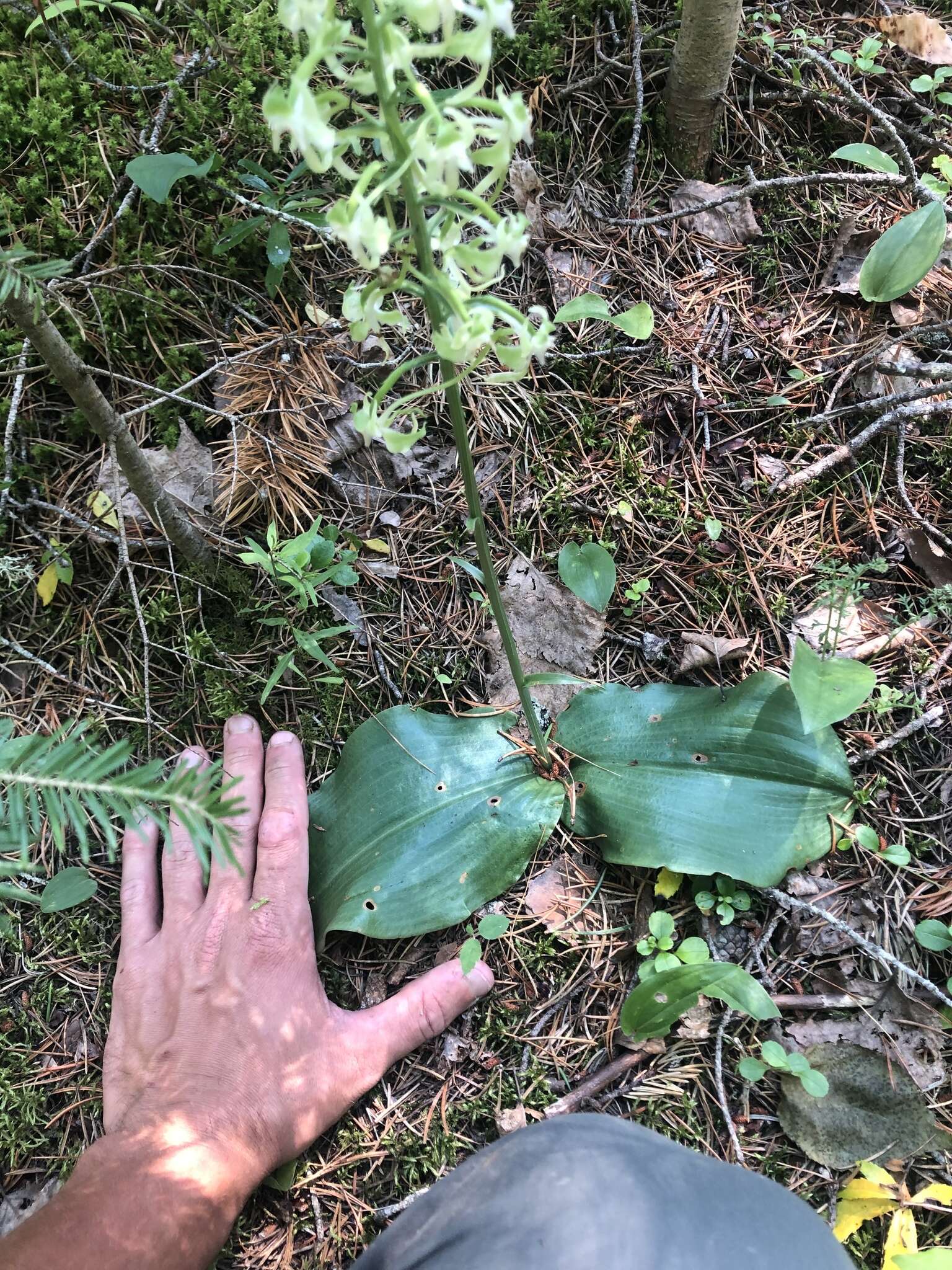 Слика од Platanthera orbiculata var. macrophylla (Goldie) Luer