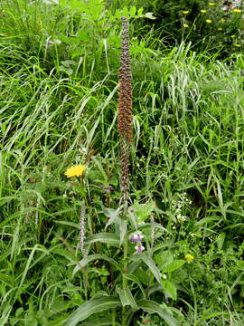 Image of Digitalis parviflora Jacq.