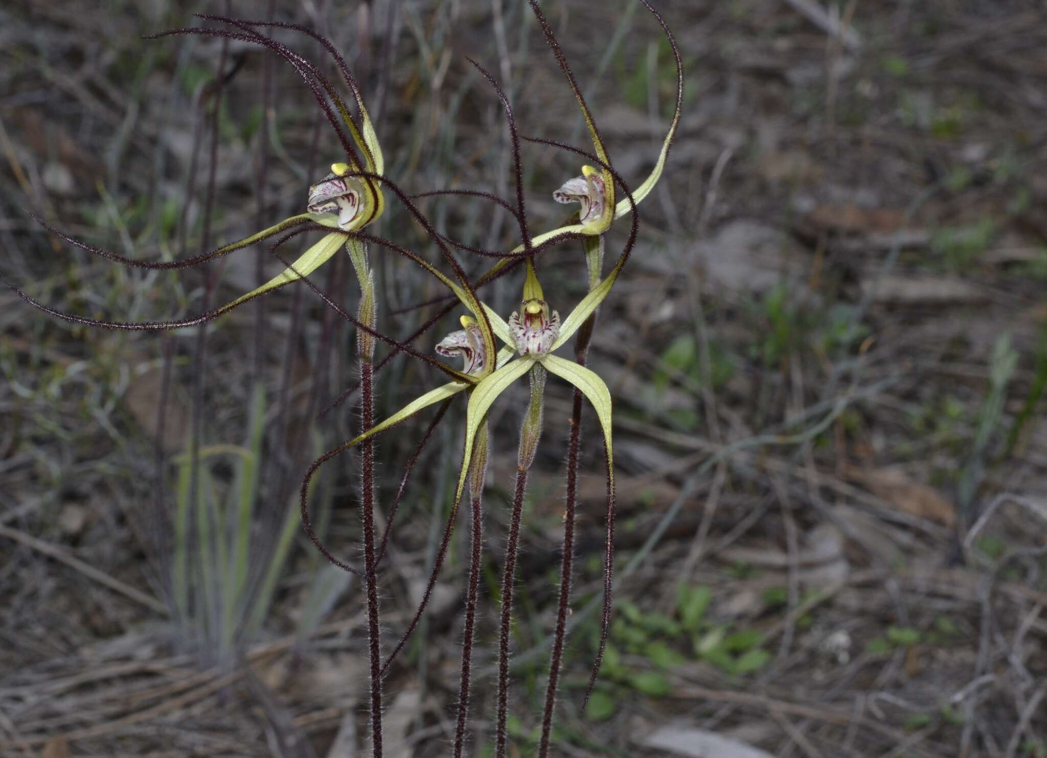 Image of Joseph's spider orchid