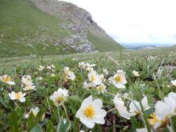 Imagem de Dryas octopetala subsp. hookeriana (Juz.) Hulten