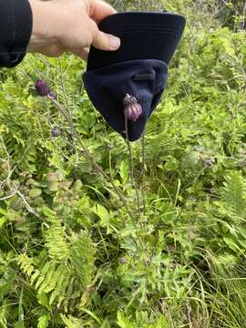 Image of Cirsium schantarense Trautv. & C. A. Mey.