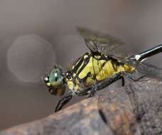 Image of Hemigomphus gouldii (Selys 1854)