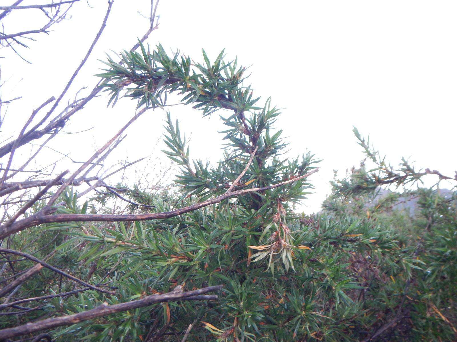 Image of Cliffortia longifolia (Eckl. & Zeyh.) Weim.