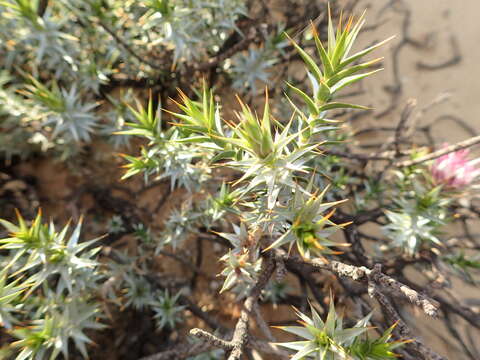 Image of Macledium relhanioides (Less.) S. Ortiz