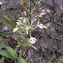 Image of Epidendrum bracteolatum C. Presl