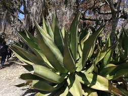 Image of Agave scaposa Gentry