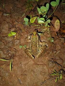 صورة Lithobates magnaocularis (Frost & Bagnara 1974)