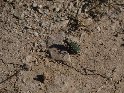 Image de Cicindela (Cicindela) maroccana Fabricius 1801