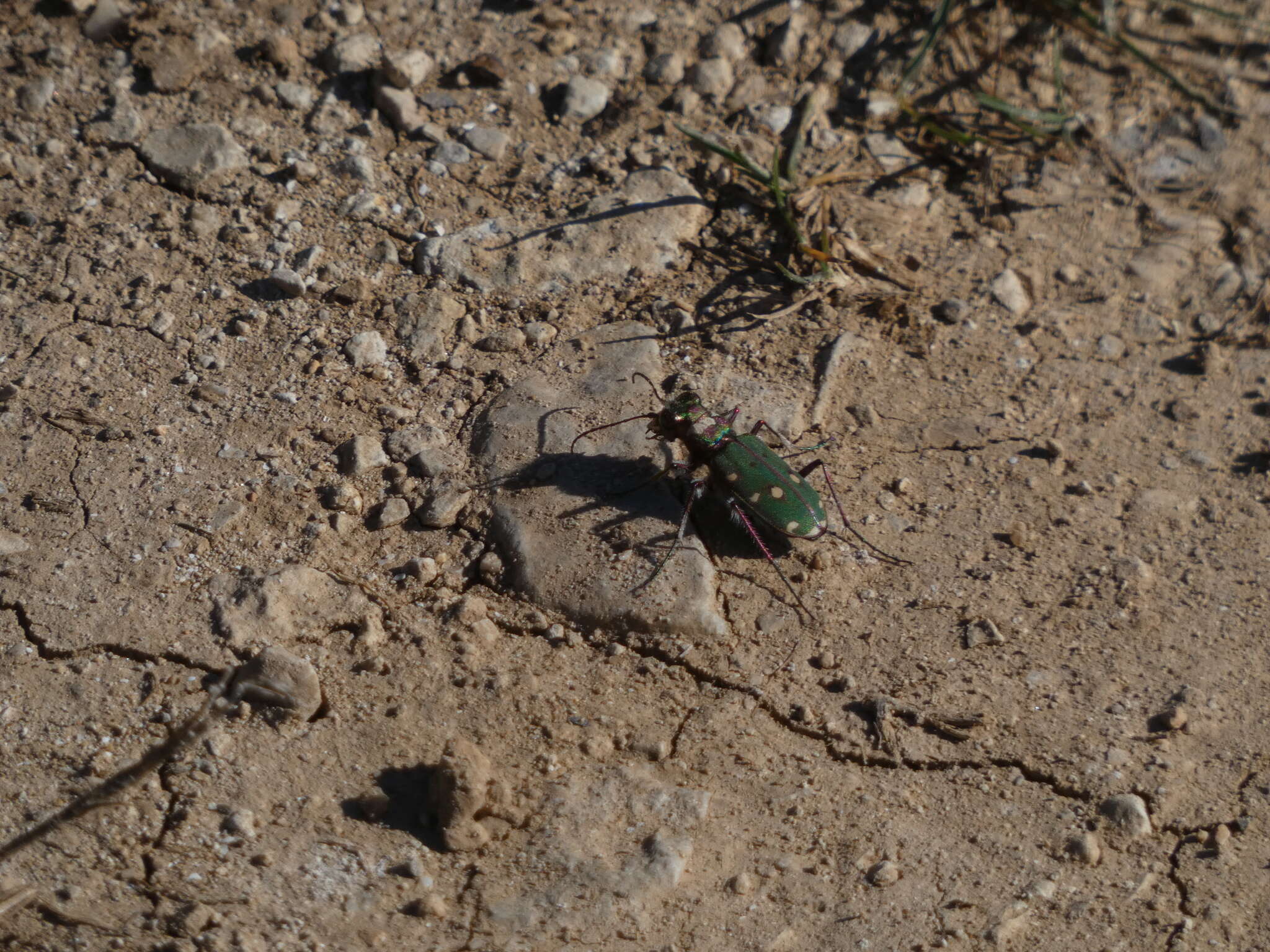 Image of Cicindela (Cicindela) maroccana Fabricius 1801