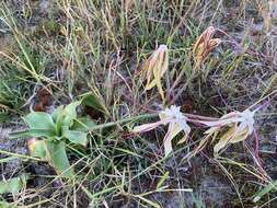 Image of Crinum subcernuum Baker