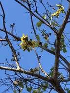 Image of Cochlospermum gillivraei Benth.