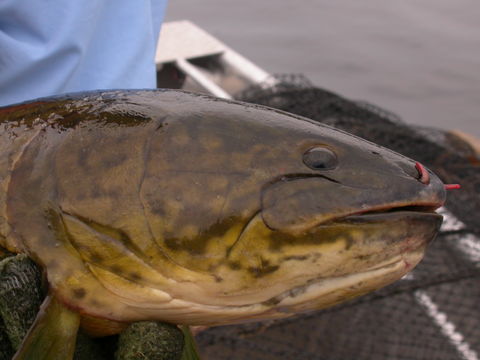 Image of Bowfin