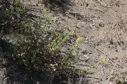 Image of sawtooth goldenbush