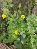 Image of Geum japonicum var. chinense F. Bolle