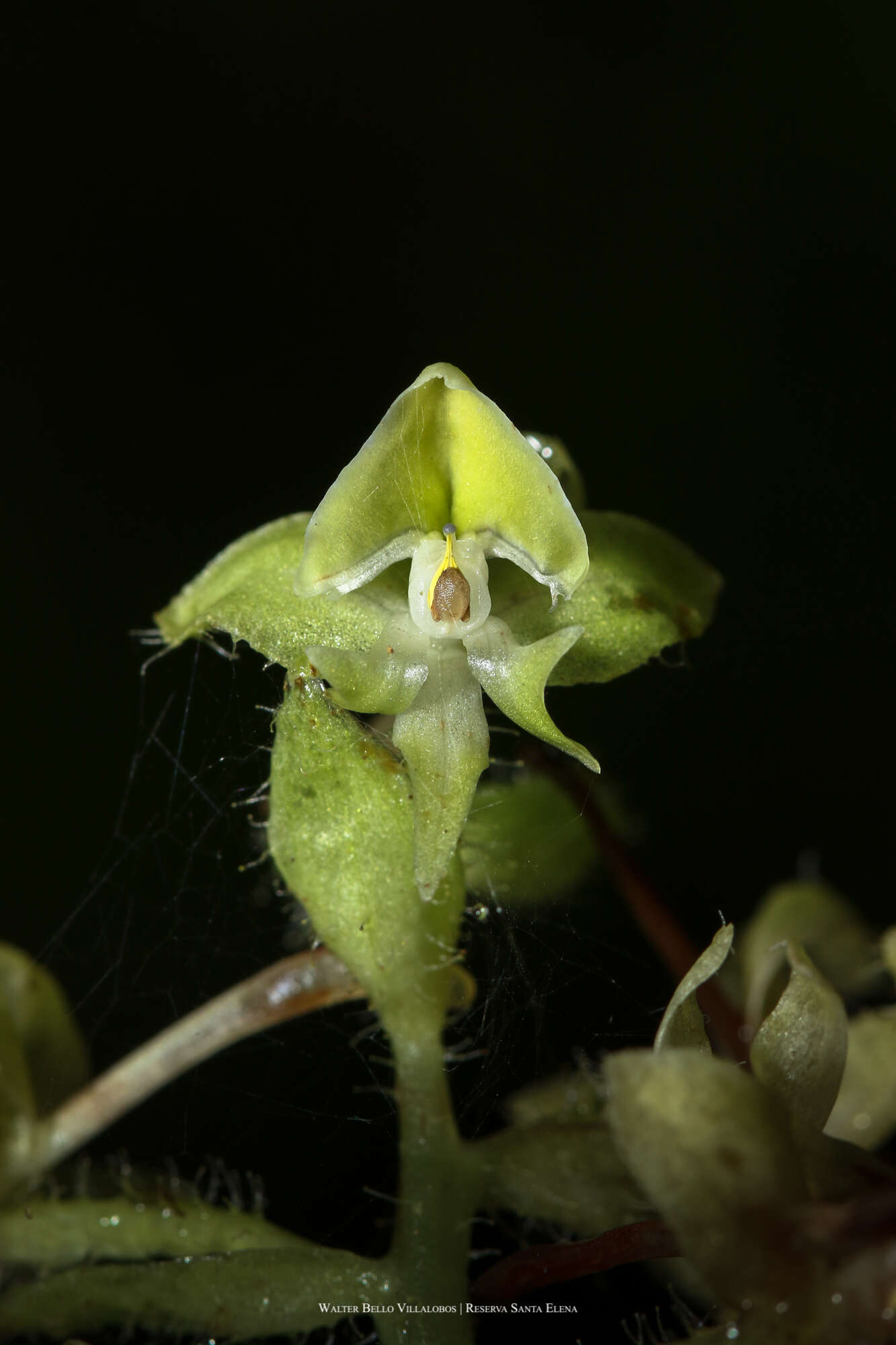 Imagem de Solenocentrum costaricense Schltr.